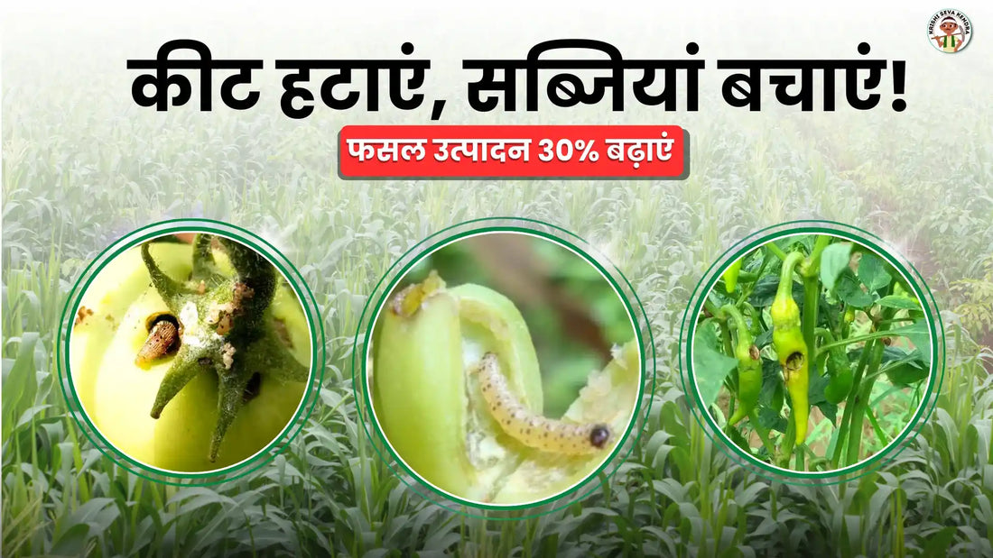 बेहतर उत्पादन के लिए सब्जी फसलों के प्रमुख कीटों और रोगों की पहचान करें