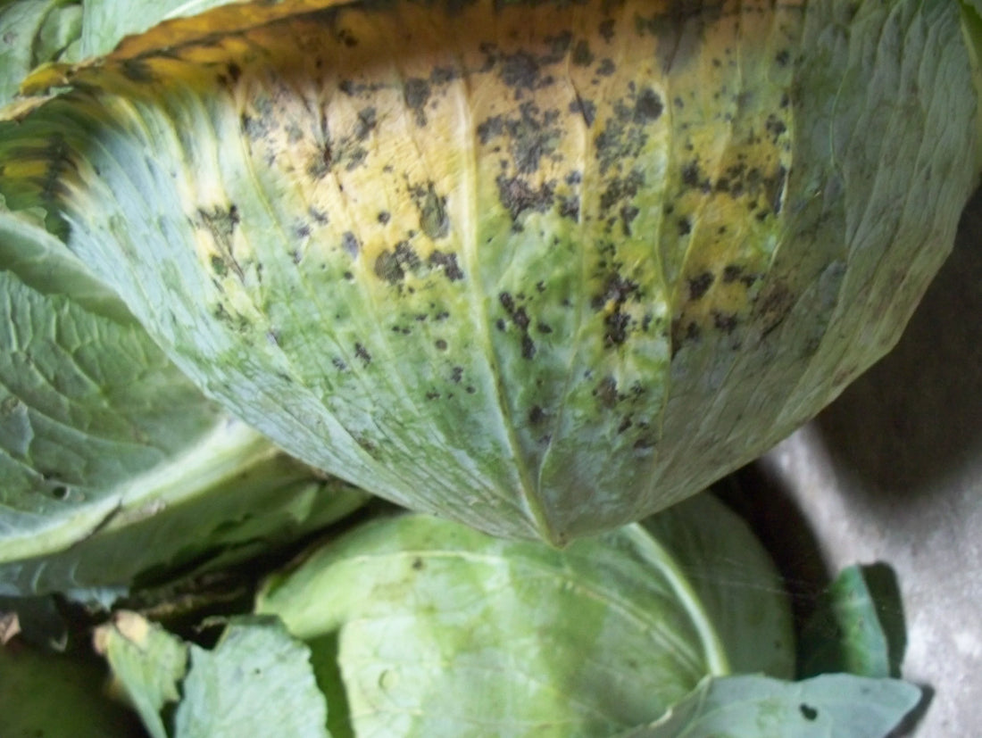 Black Spot disease in Cabbage Crop