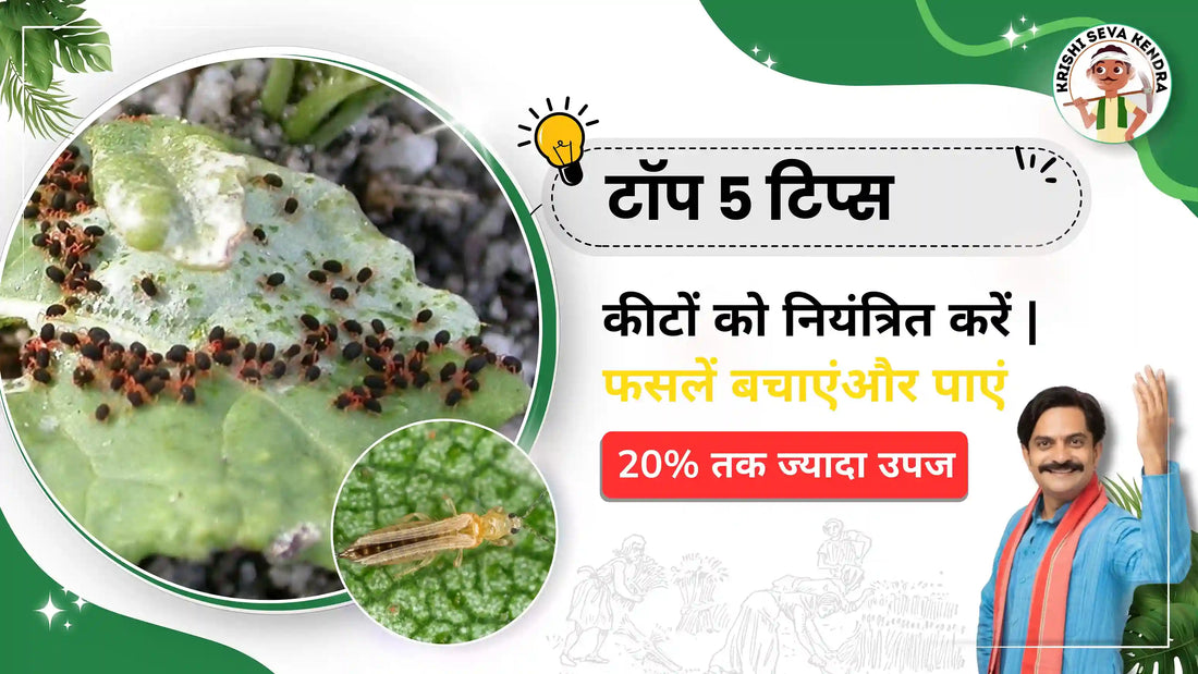 फसल-क-ल-ए-सह-क-टन-शक-क-स-च-न