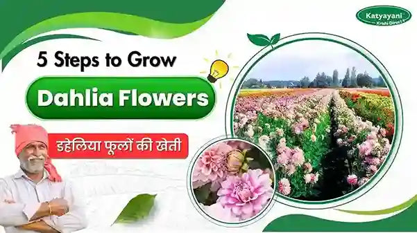 Dahlias in India: Best Season, Sowing Time, and Flowering Guide