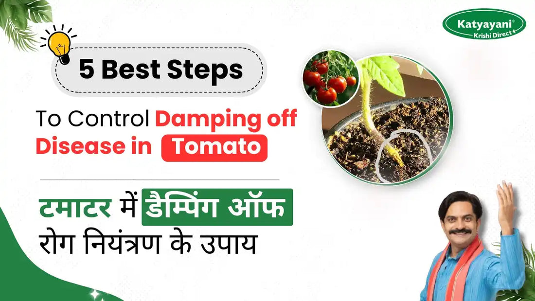 Control measures to Manage Damping off Disease in Tomato