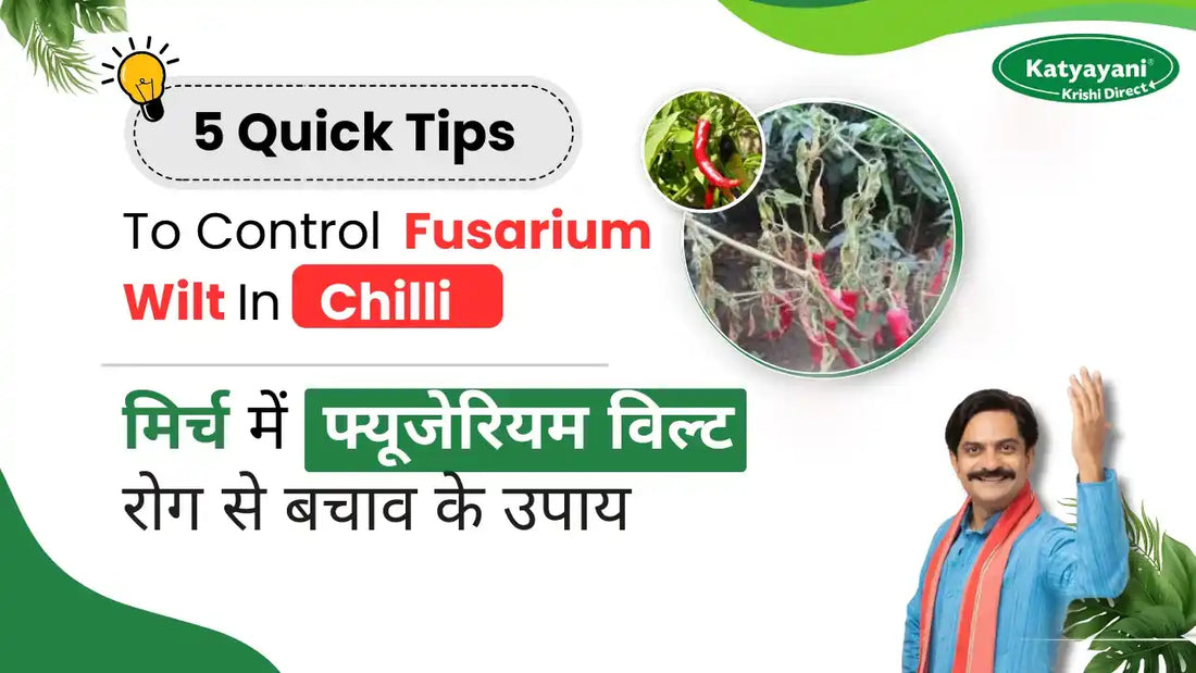 Control Measures of Fusarium Wilt in Chilli
