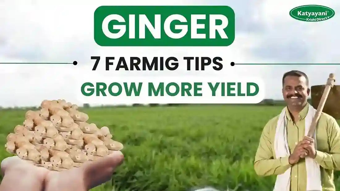 Top Ginger Cultivation Practices for a Healthy Harvest