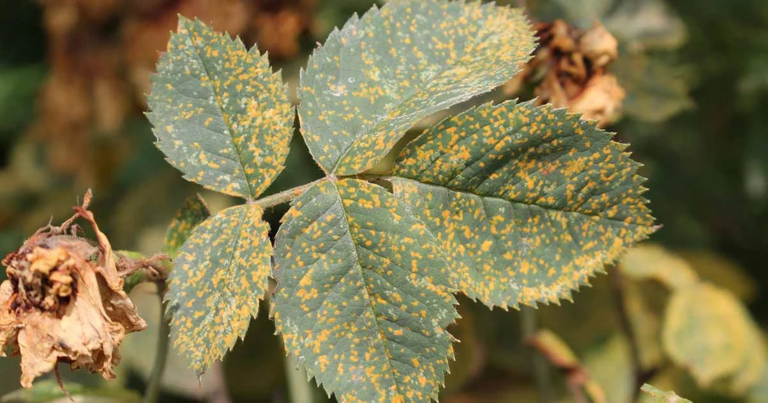 Rust disease in rose crop