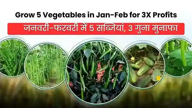 5 Vegetables in January-February
