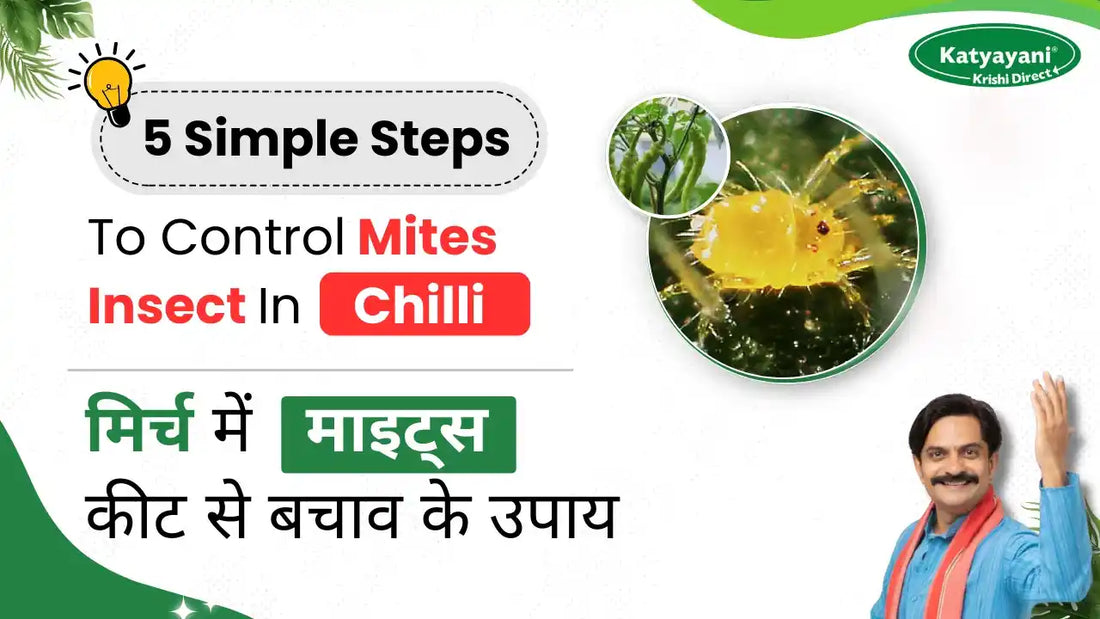 Controlling of Mites in Chilli plant