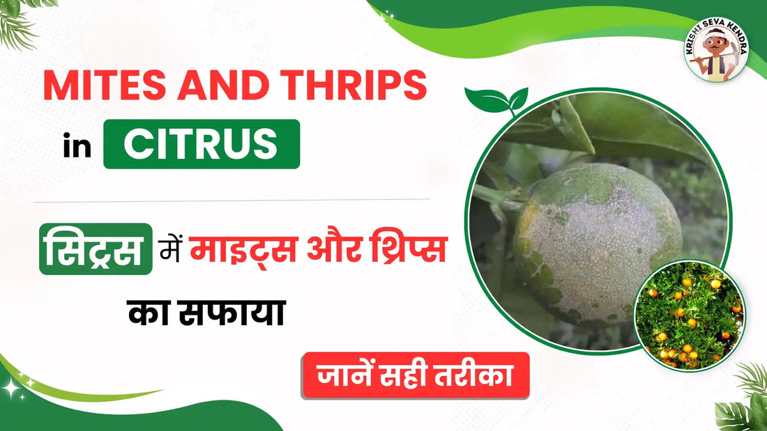 Citrus-Farming-Mites-Thrips-Control