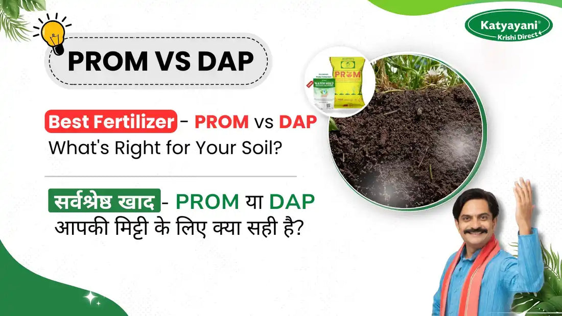 Best Fertilizer - PROM vs DAP What's Right for Your Soil?
