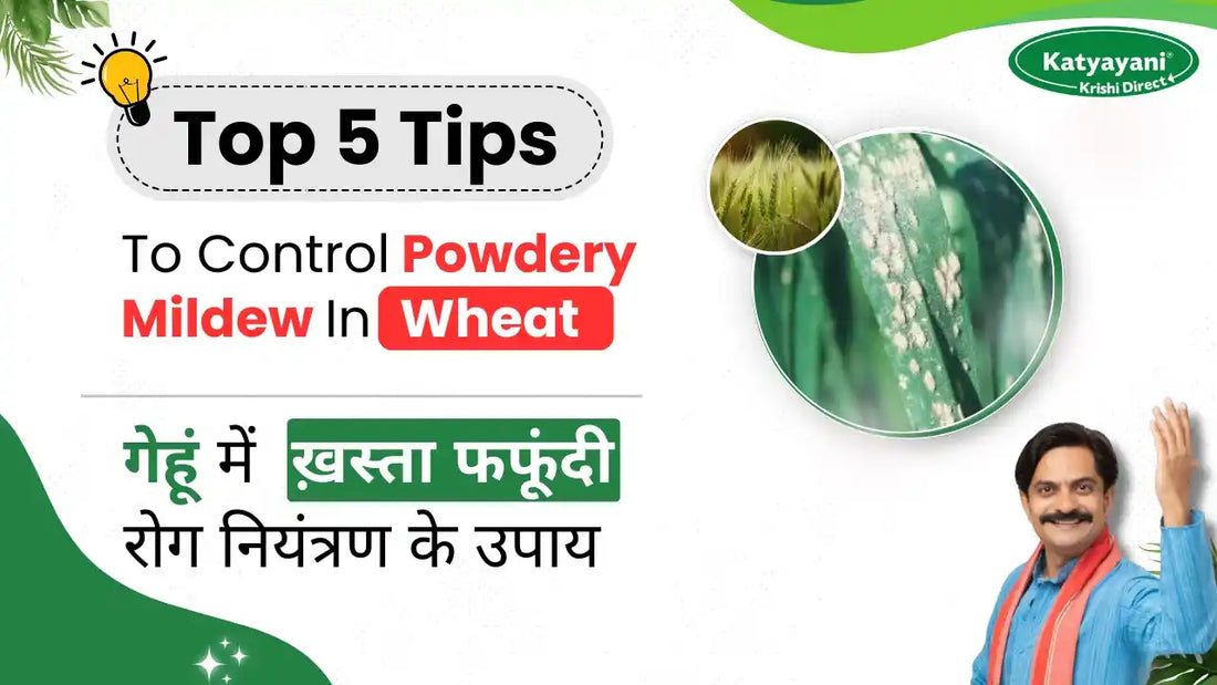 Measures to Control powdery Mildew in Wheat