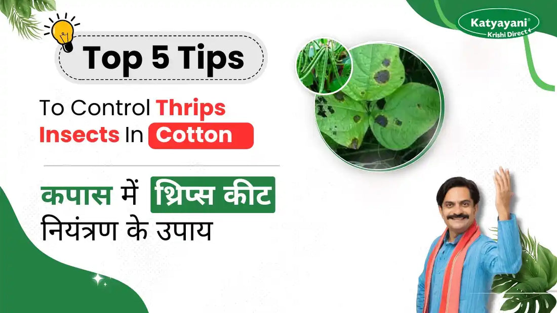 Controlling of Thrips in Cotton plant