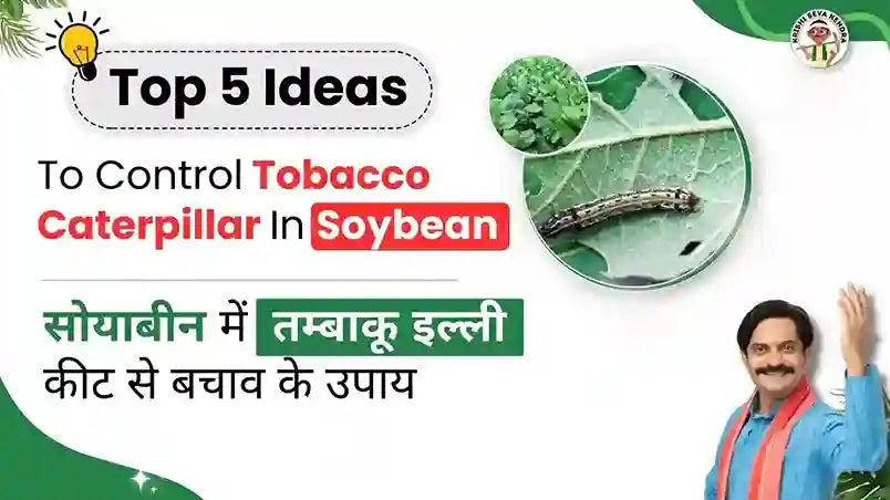 Top 5 Ways to Control Tobacco caterpillar insect in Soybean