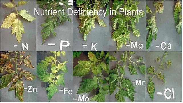 beginner friendly plants Buy Beginner Friendly Indoor Plants Combo