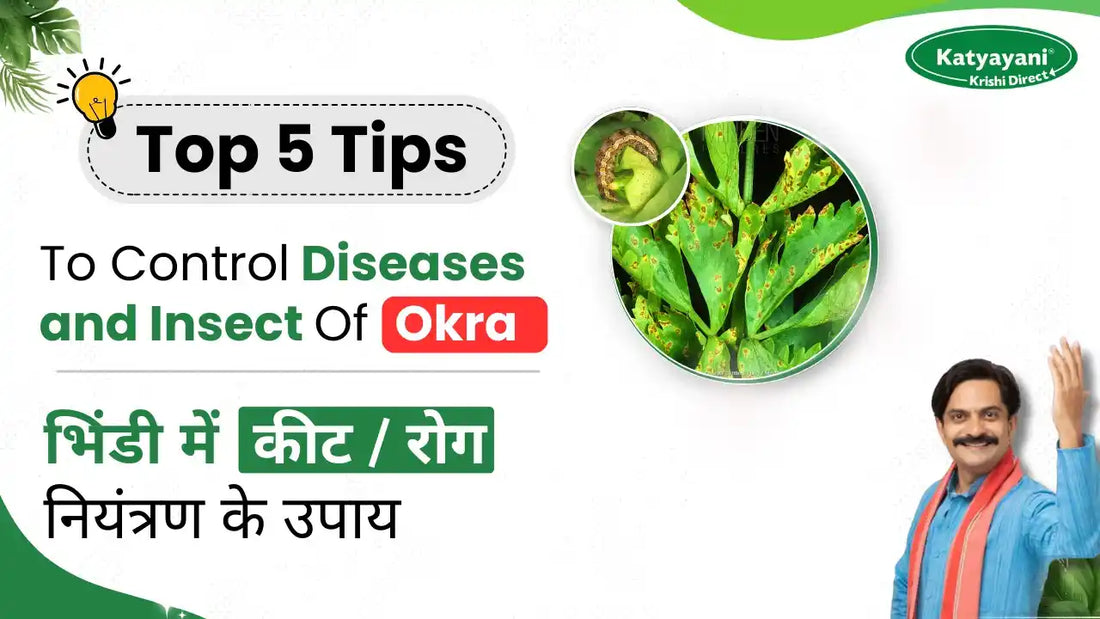 Diseases, Insect-pests Of Okra: Their Symptoms And Control Measures