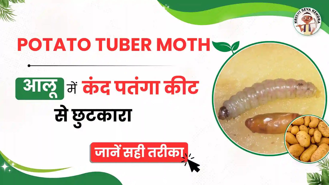 Potato-Tuber-Moth-Chemical-Control-Best-Insecticides-Application-Tips