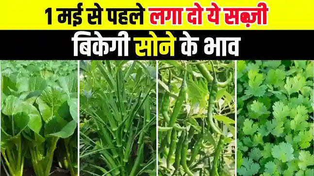मई में कौन सी सब्जियों की बुवाई करें? जानिए 5 सब्जियां और लाखों कमाने का तरीका
