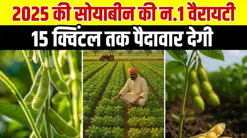 25 की सबसे बेहतरीन सोयाबीन वैरायटी | ज्यादा उत्पादन देने वाली नई किस्में