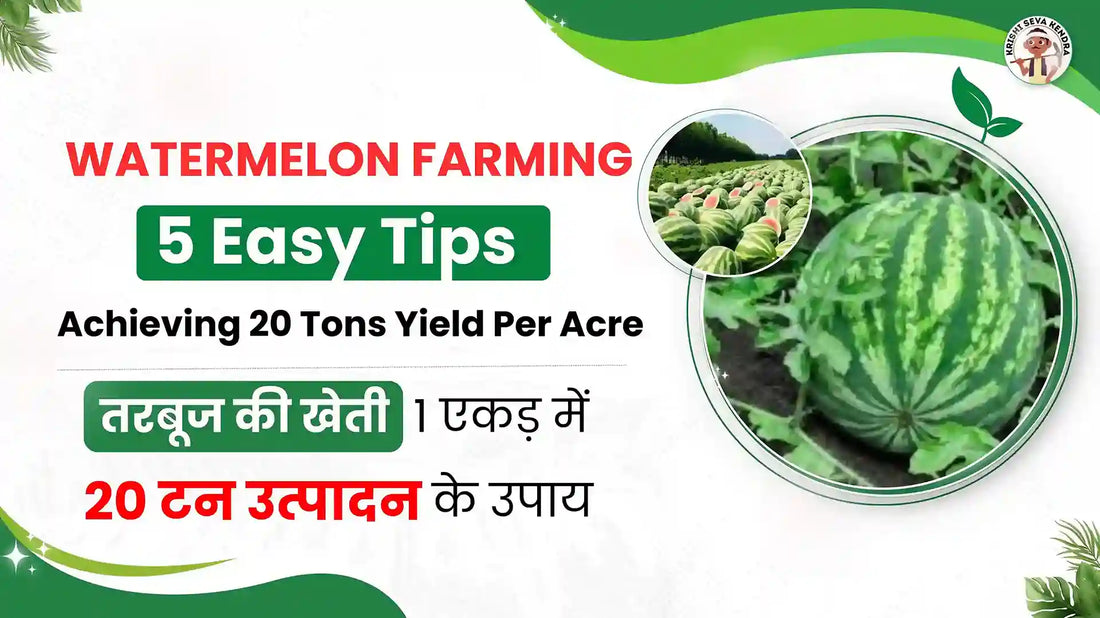 Watermelon Farming: Easy Tips for Achieving 20 Tons Yield Per Acre
