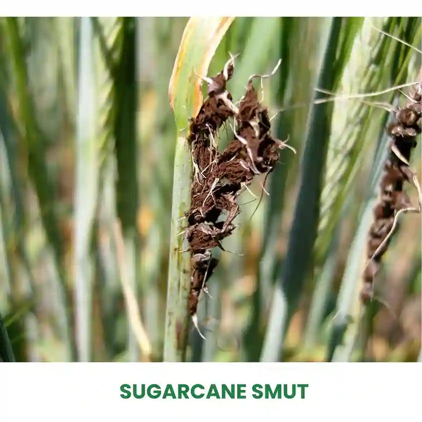 Onlayn jinsiy aloqa paytida hushidan ketadi Yalangoch qizlar kokrak trambolin