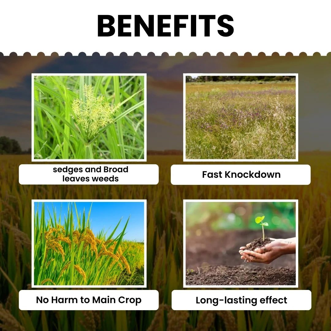 best Bispyribac Sodium SC Herbicide for Rice Cultivation