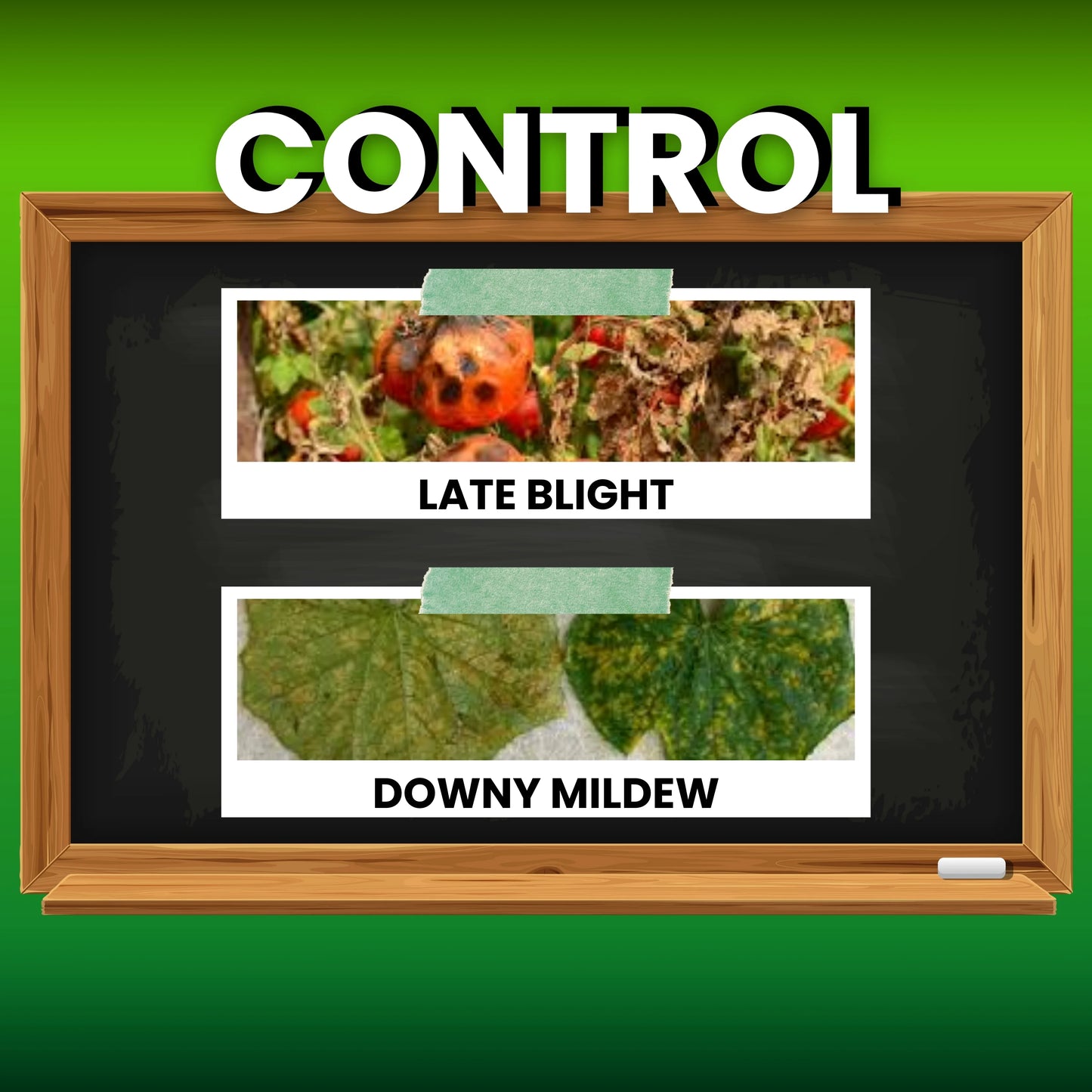 KATYAYANI PROFESSOR | AMETOCTRADIN 27% + DIMETHOMORPH 20.27% SC | CHEMICAL FUNGICIDE control late blight