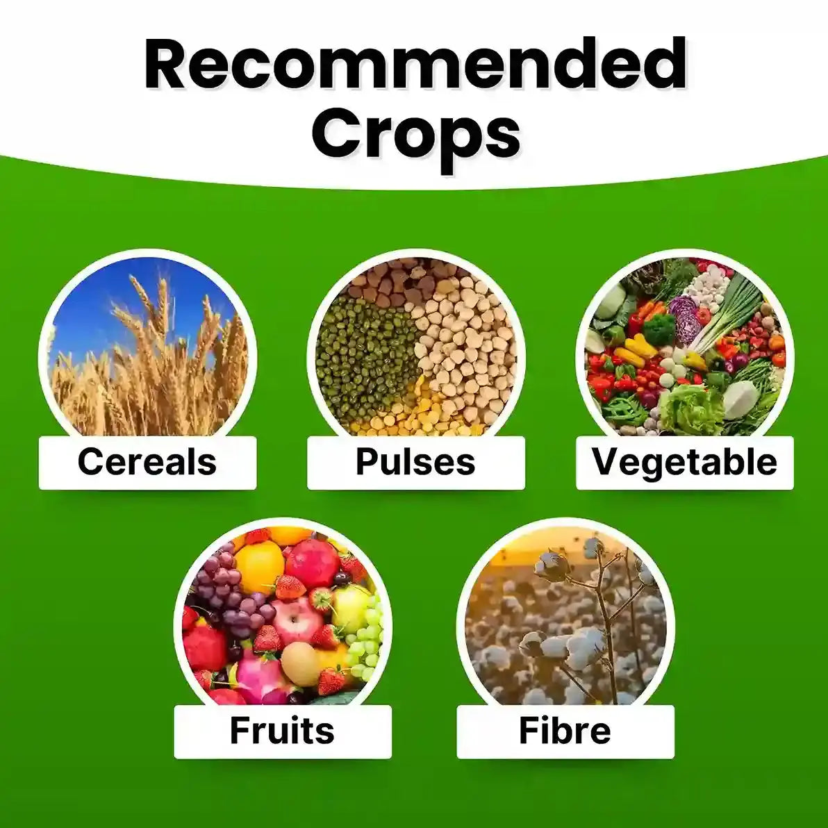 Npk 19 19 19 for crops