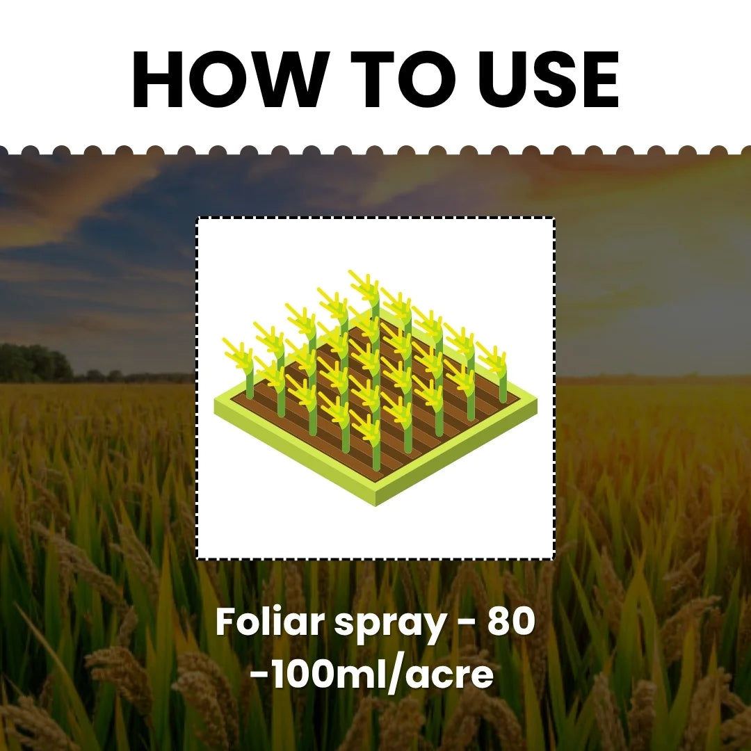 Bispyribac Sodium 10 % SC Dose per acre