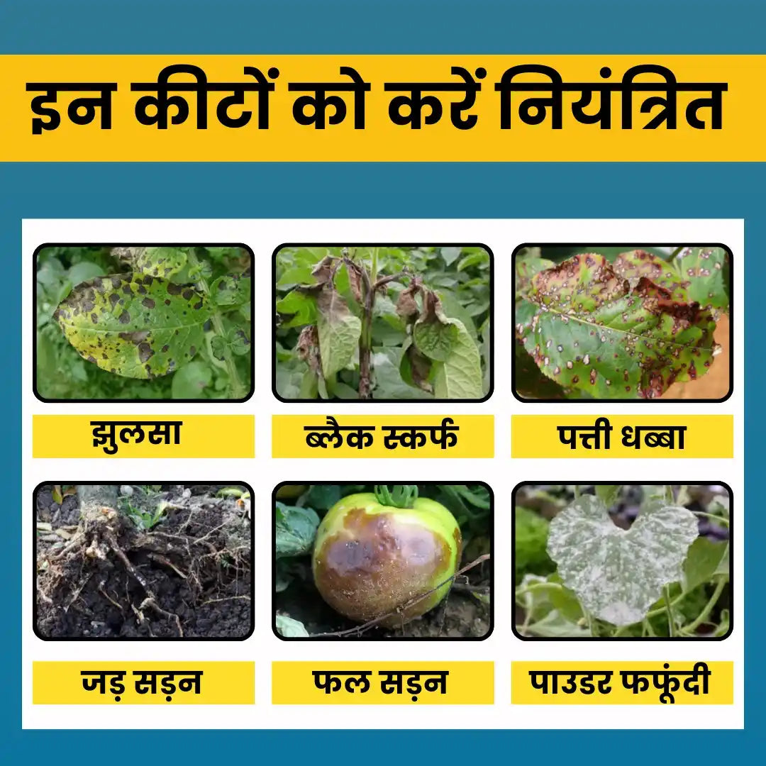 Katyayani Samartha Fungicide control blight & fungal control