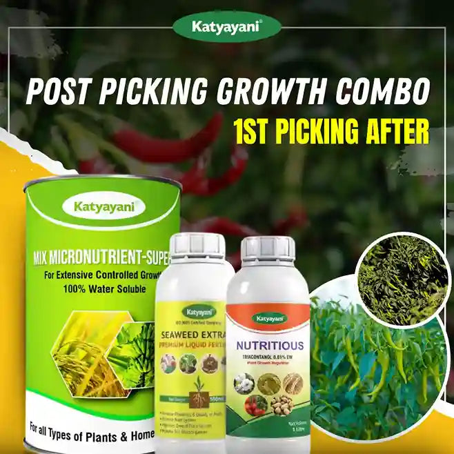 Katyayani Post-Picking Growth Combo for Chilli | 1st picking after