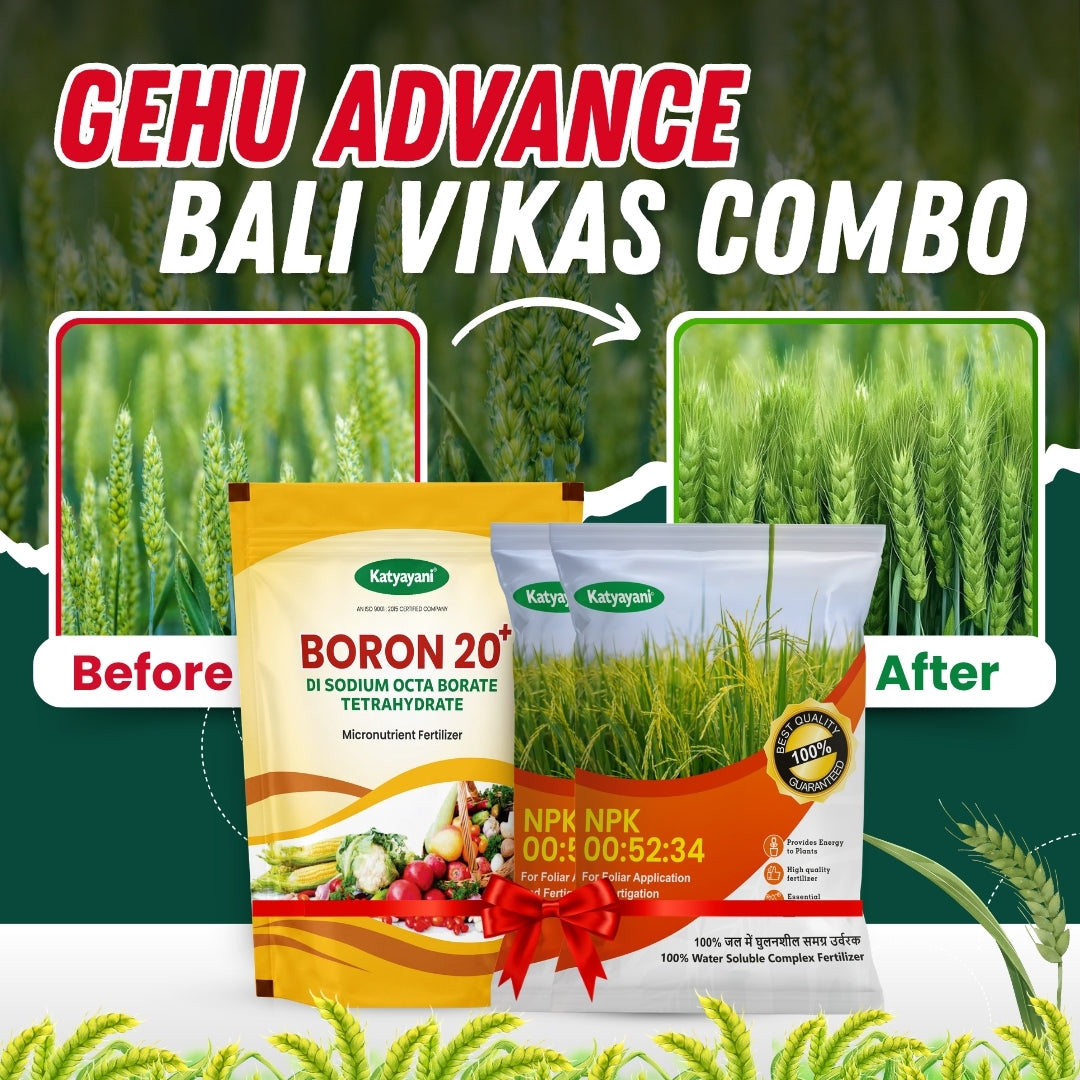 Katyayani Gehu Advance Bali Vikas combo