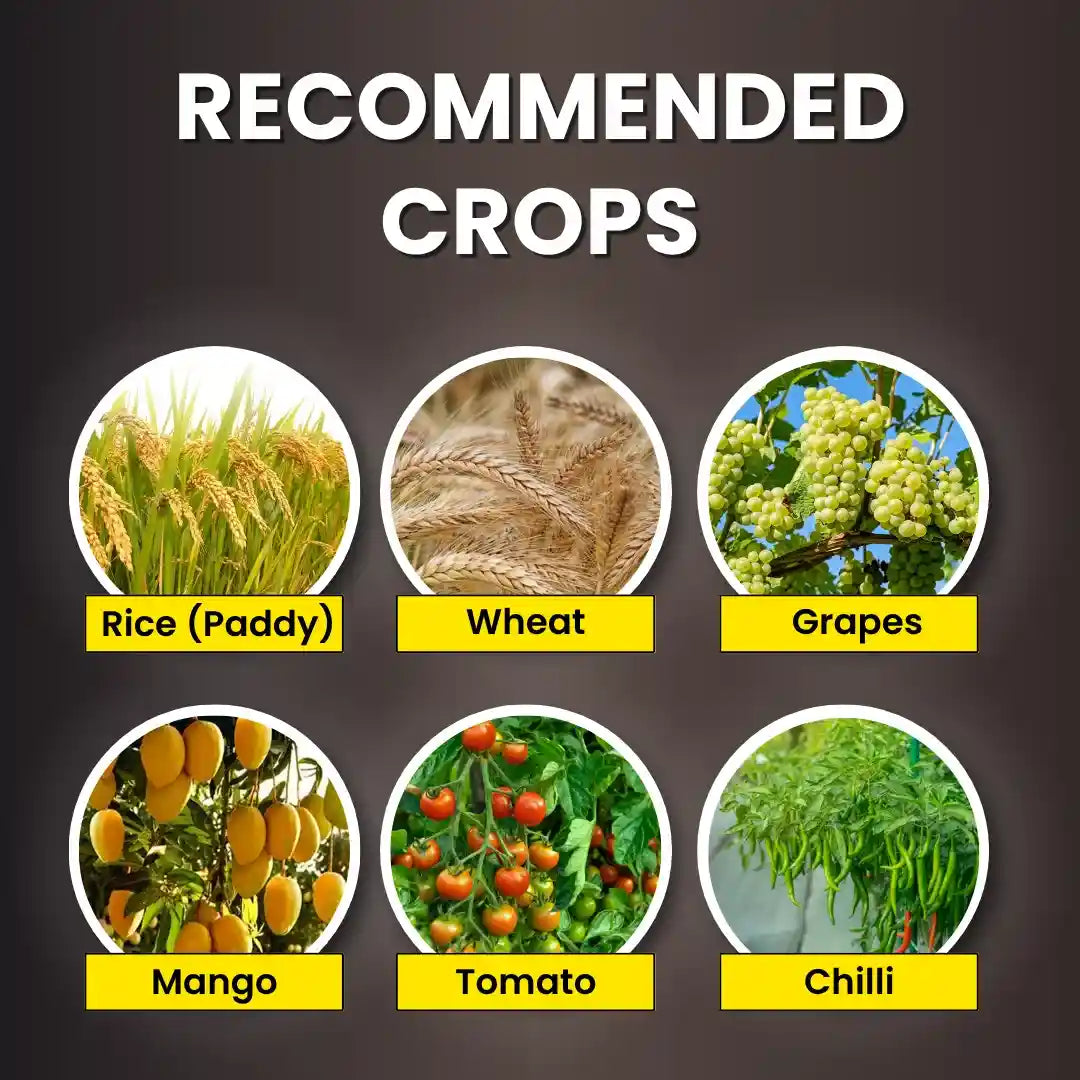 KATYAYANI K-RAJA (MYCORRIZA) Bio Fertilizer for rice, wheat, chilli & tomato