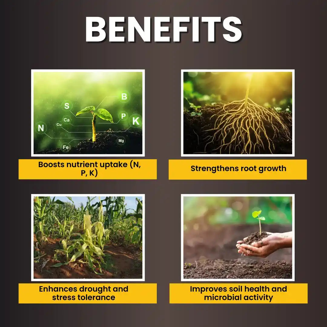 KATYAYANI K-RAJA mycorrhiza biofertilizer used for root growth and improve soil health