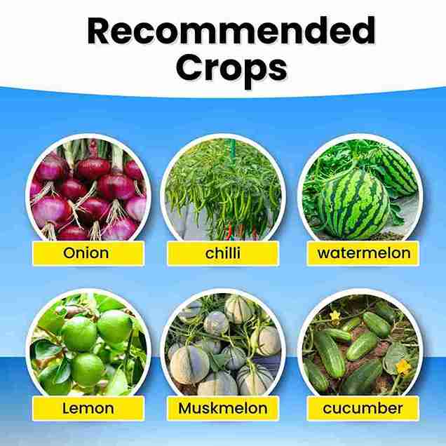 Katyayani K-Ortho | Orthosilicic Acid (OSA) 2% | Plant Growth Regulator