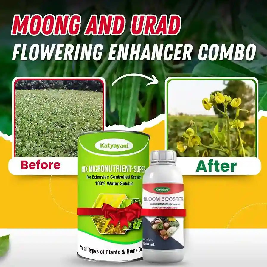 Buy Katyayani Moong and Urad Flowering Enhancer Combo at ₹599