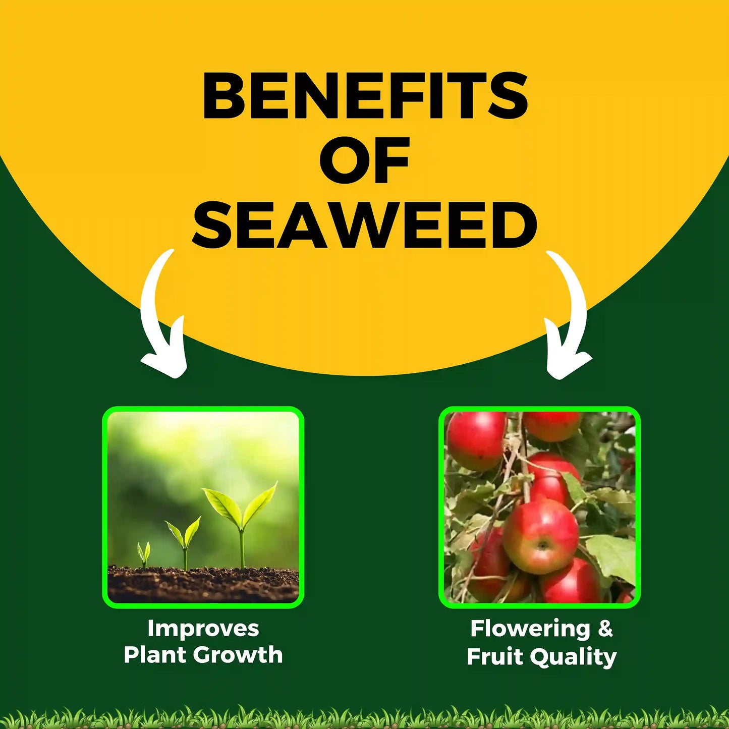 Katyayani seaweed extract for plant growth, increase overall growth