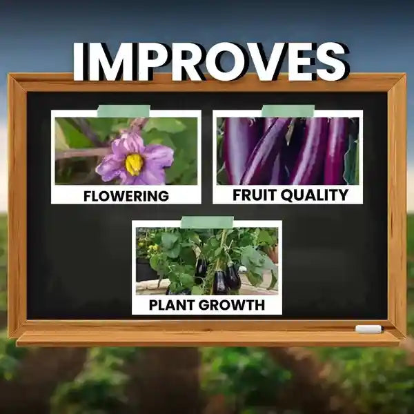 seaweed fertilizer benefits
