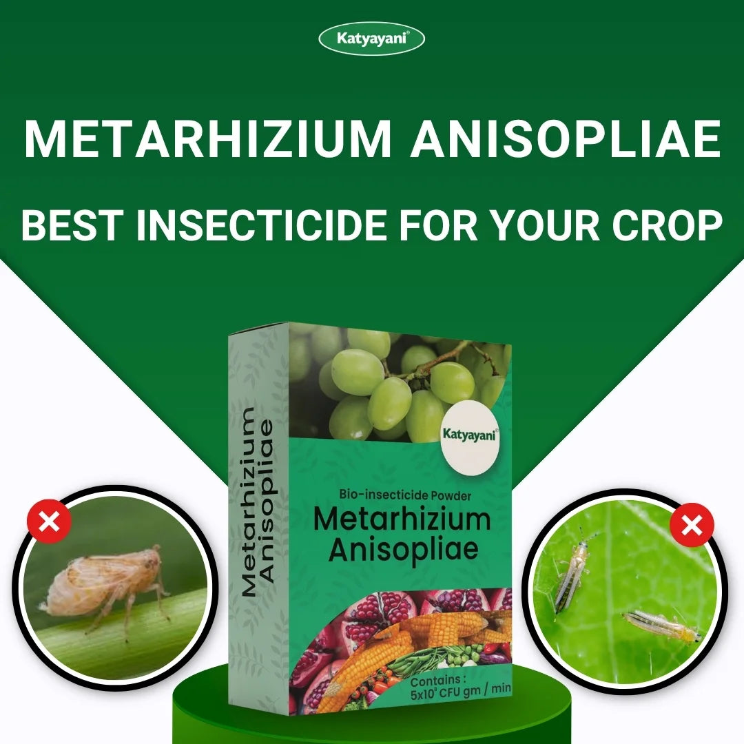 Katyayani Metarhizium Anisopliae | Powder Bio Insecticide
