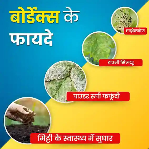 bordeaux mixture fungicide uses in hindi