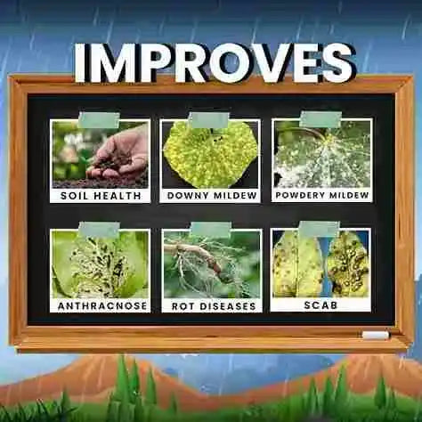 Bordeaux mixture is used to control which disease