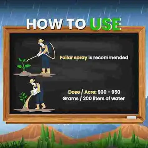 Bordeaux mixture dose