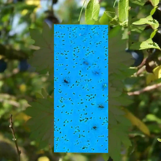 Buy Katyayani Blue Trap for control Fruit Files | Upto 30% off