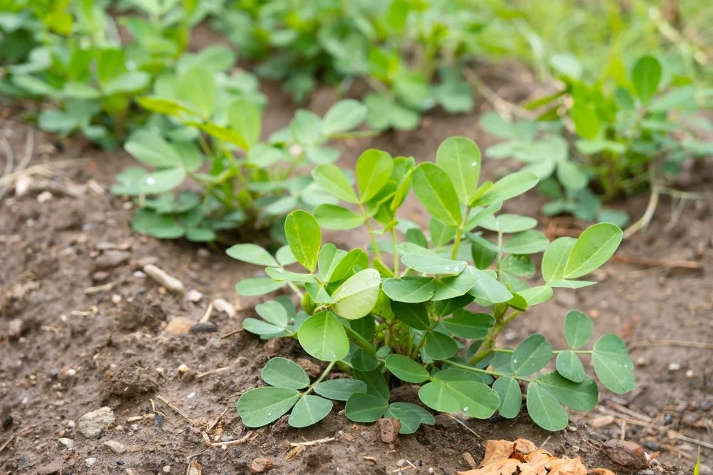 Jassid Insect Chili Jassids Pest on Groundnut Crop | 5 Effective Ways to control