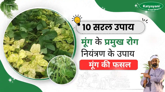 मूंग के प्रमुख रोग एवं उनके नियंत्रण के बारे में जानें