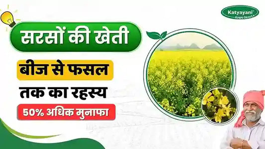 सरसों की खेती में लाभ: बीज से लेकर फसल कटाई तक की पूरी प्रक्रिया