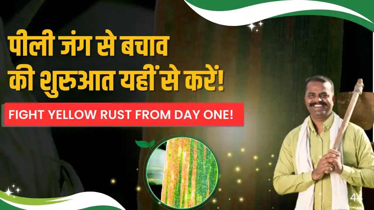 Yellow Rust : Causes, Symptoms and Control Methods