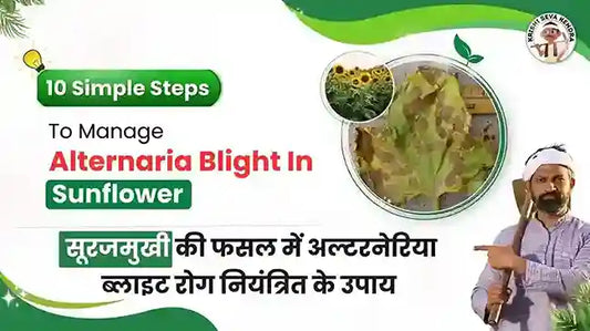 Alternaria Blight Disease in Sunflower Crop