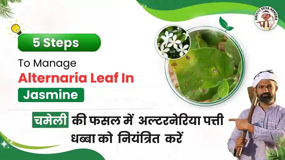 Alternaria leaf spot disease in Jasmine crop