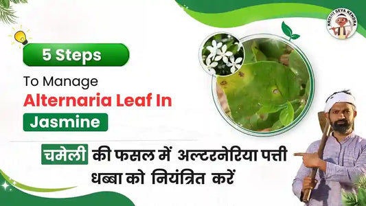 Alternaria leaf spot disease in Jasmine crop