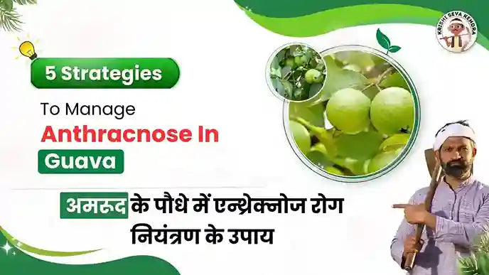  Anthracnose Disease in Guava Plant