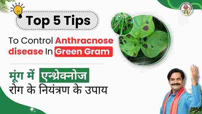 Measures to Control Anthracnose in Green Gram