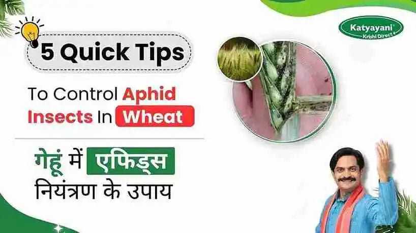 Measures to Control Aphids in Wheat